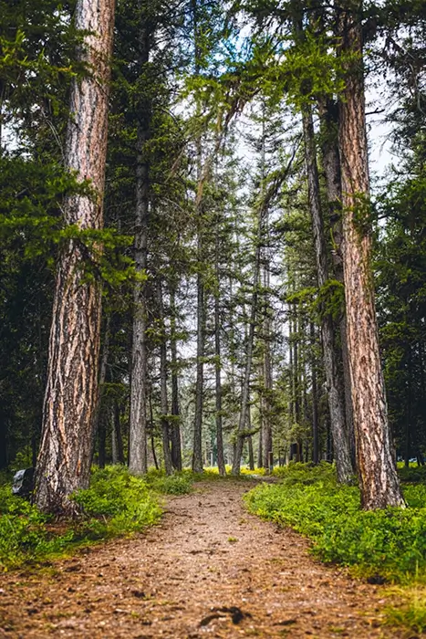 Dirt path leading through tall pine trees in a dense forest with green undergrowth.