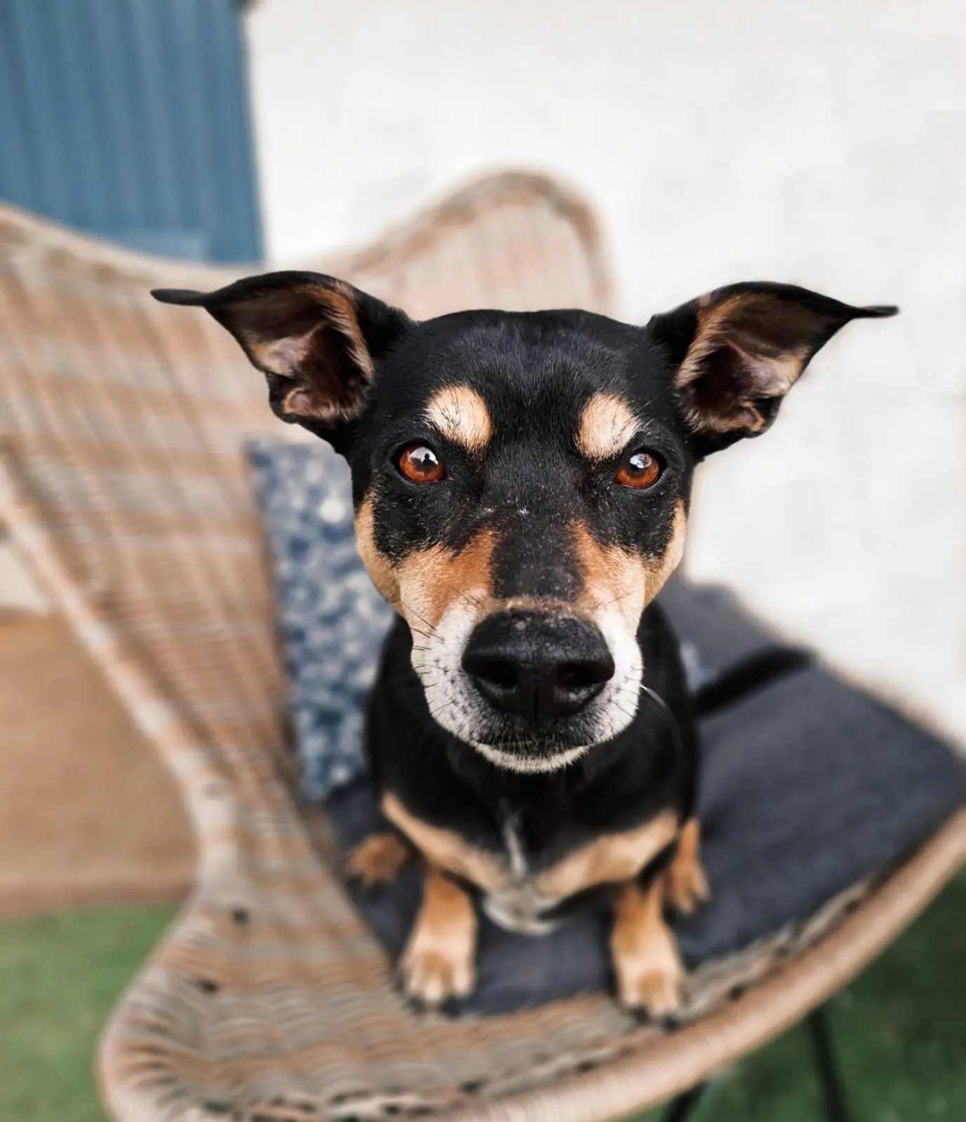 Kinto, the office dog at JS Finance Solutions in Mallorca