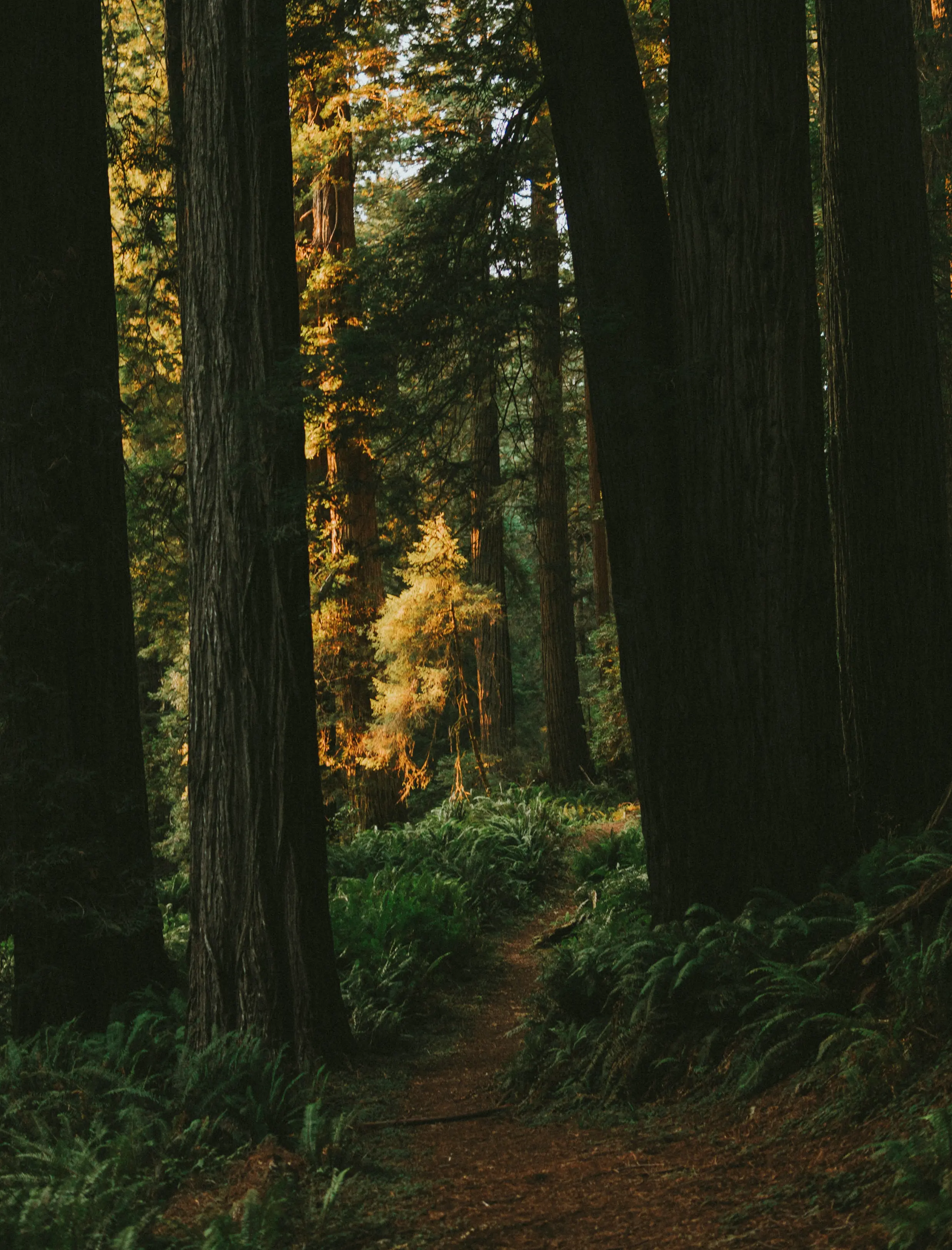 En stig i en svensk fin skog.