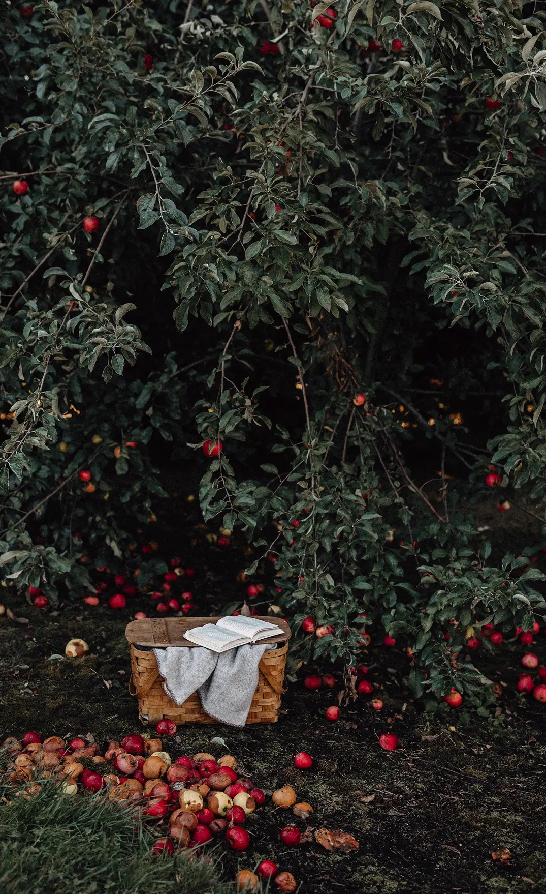 Ett äppleträd och en korg under trädet fylld med äpplen.