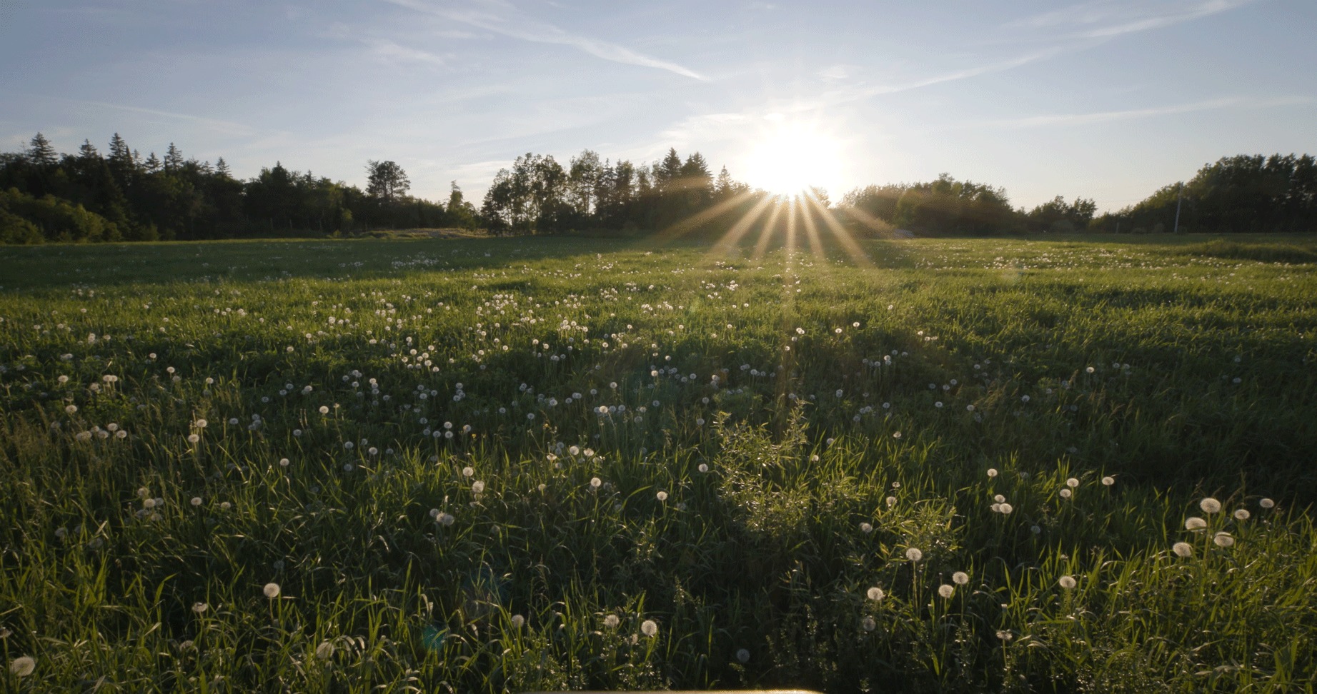 Wide Open Field Sunset Farm Trees Canada