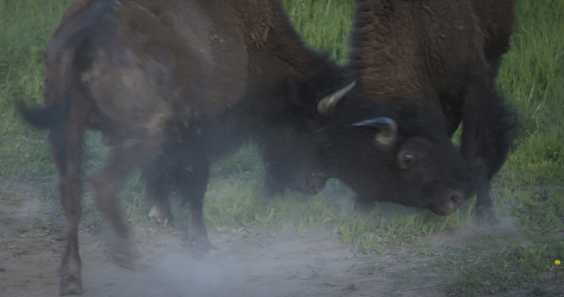 two bison in action butting heads