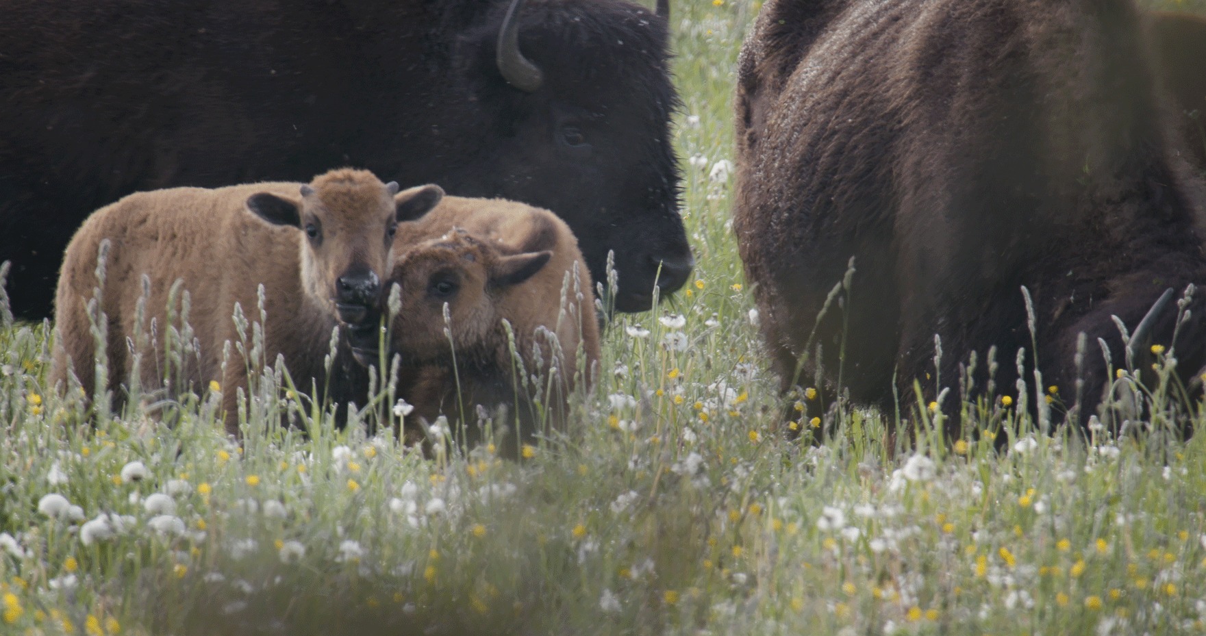 two bison calves with parents grazing in field