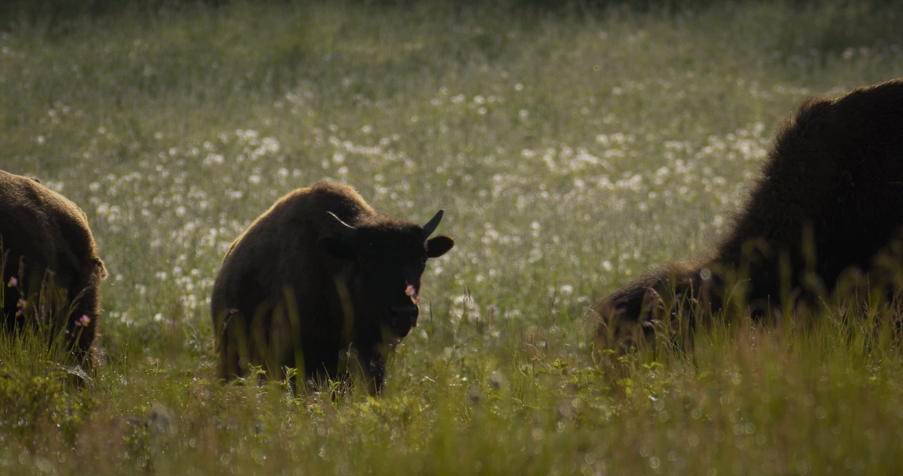 three bison grazing and walking through field