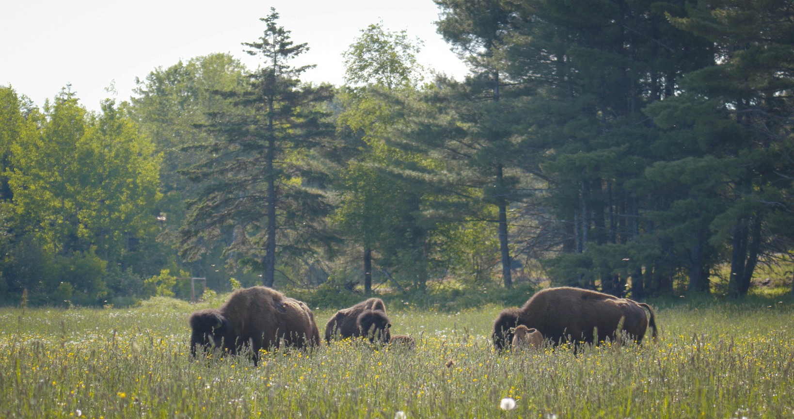 small group of bison grazing in field