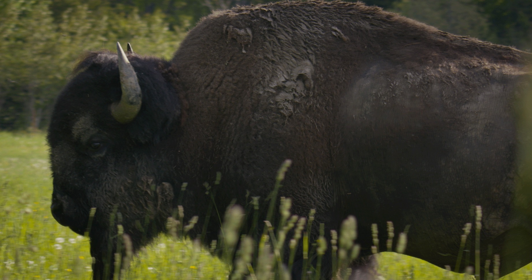 Side picture of bison