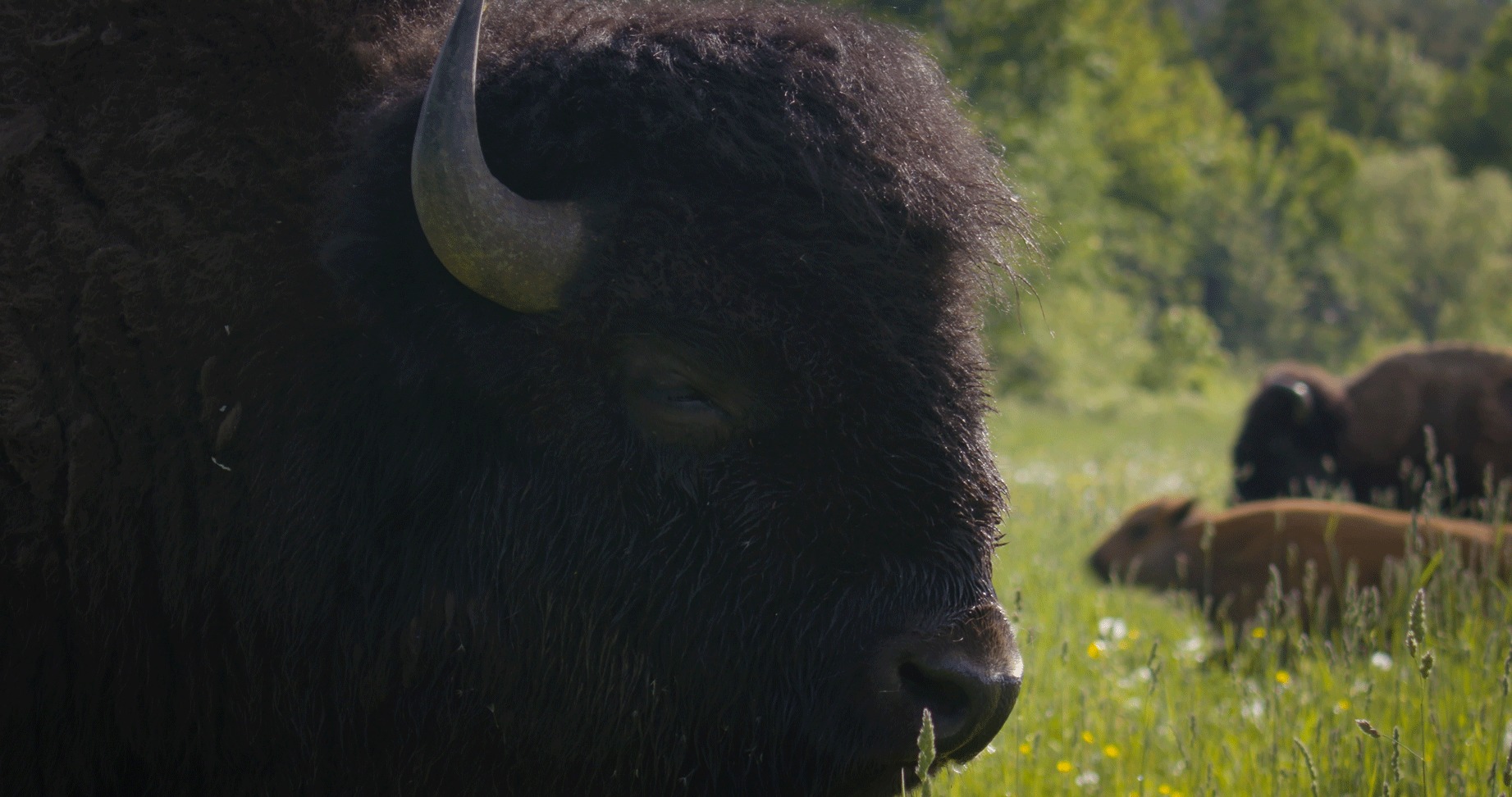 Side head picture of Bison