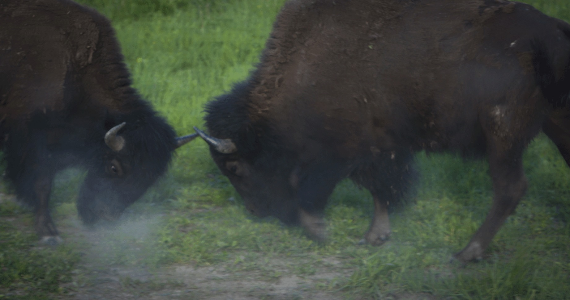 pair of bison charging at one another colliding