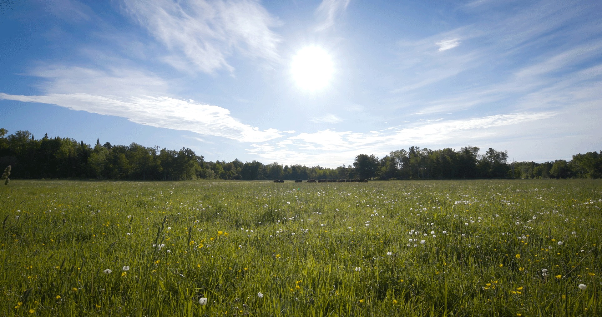 Open field sunny day herd of bison