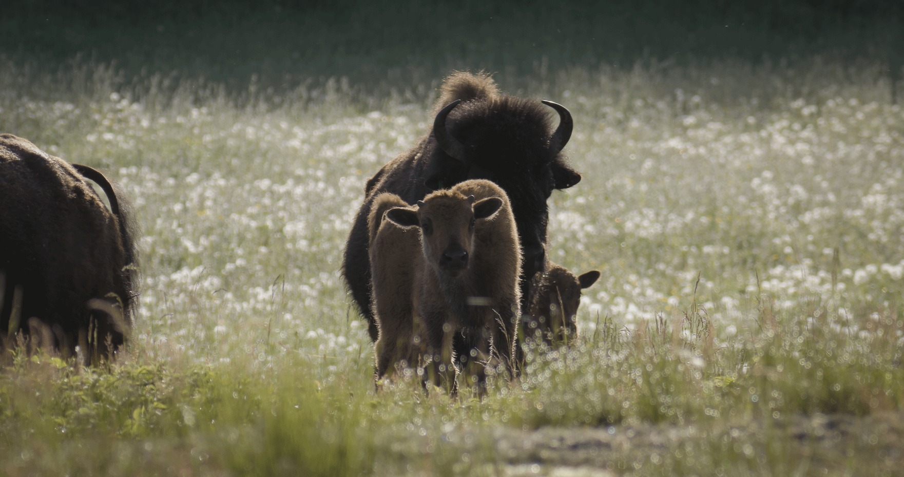 Older Bison calf standing in field with herd