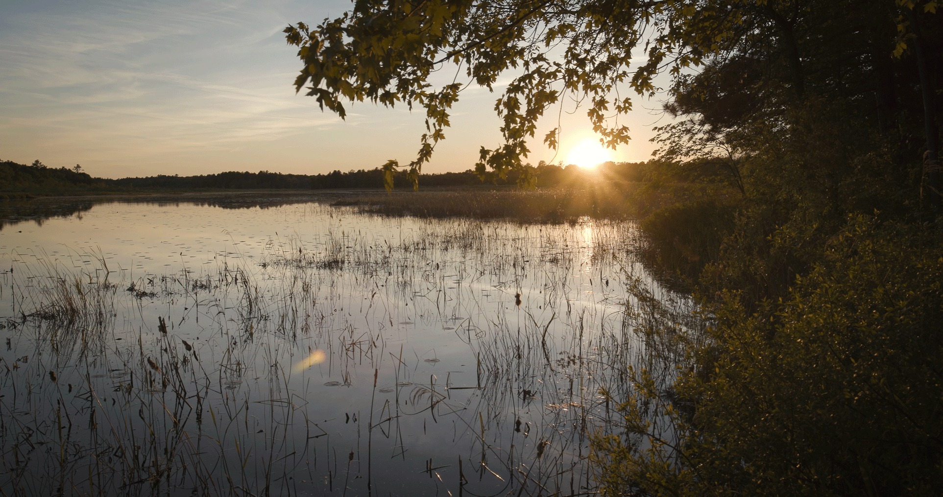 Marsh Sunset Northern Ontario Trees Brush