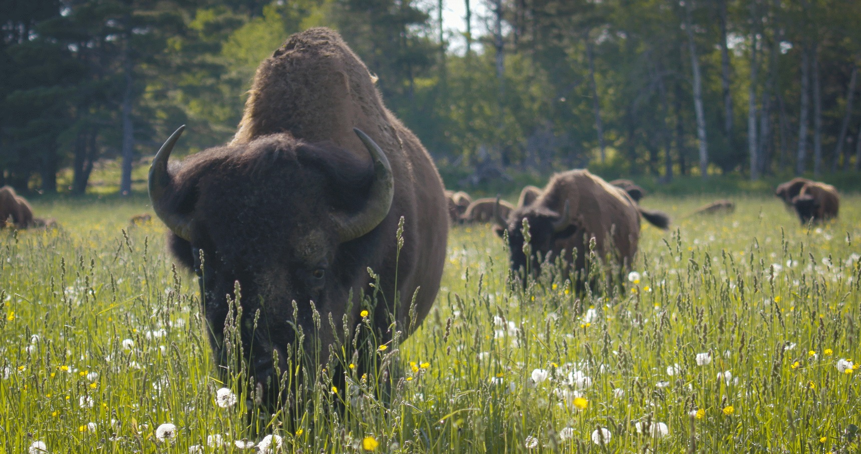 Herd-of-bison-walking-through-field-farm