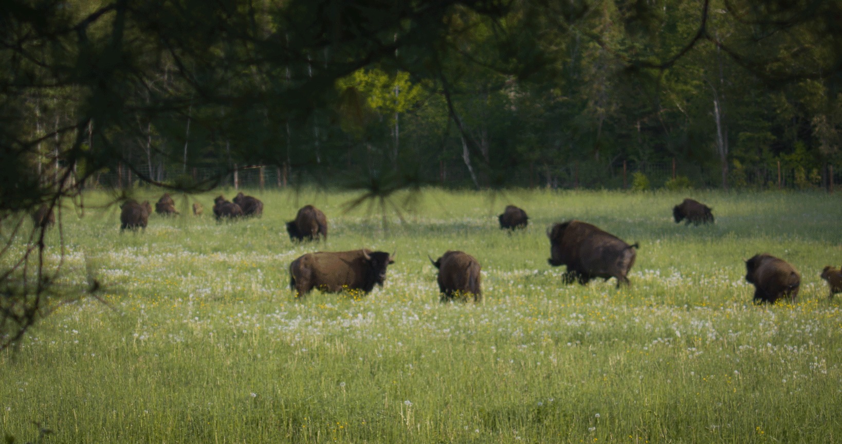 Herd of bison in field