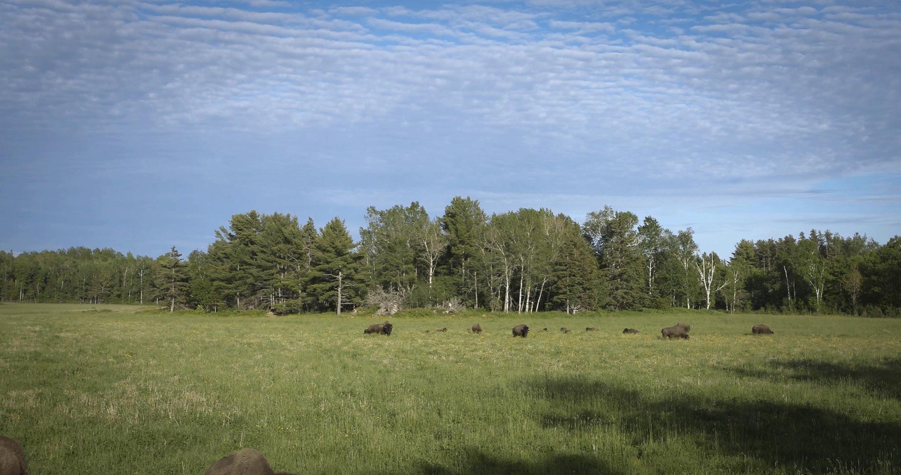 gang or herd of bison roaming in field sunny day