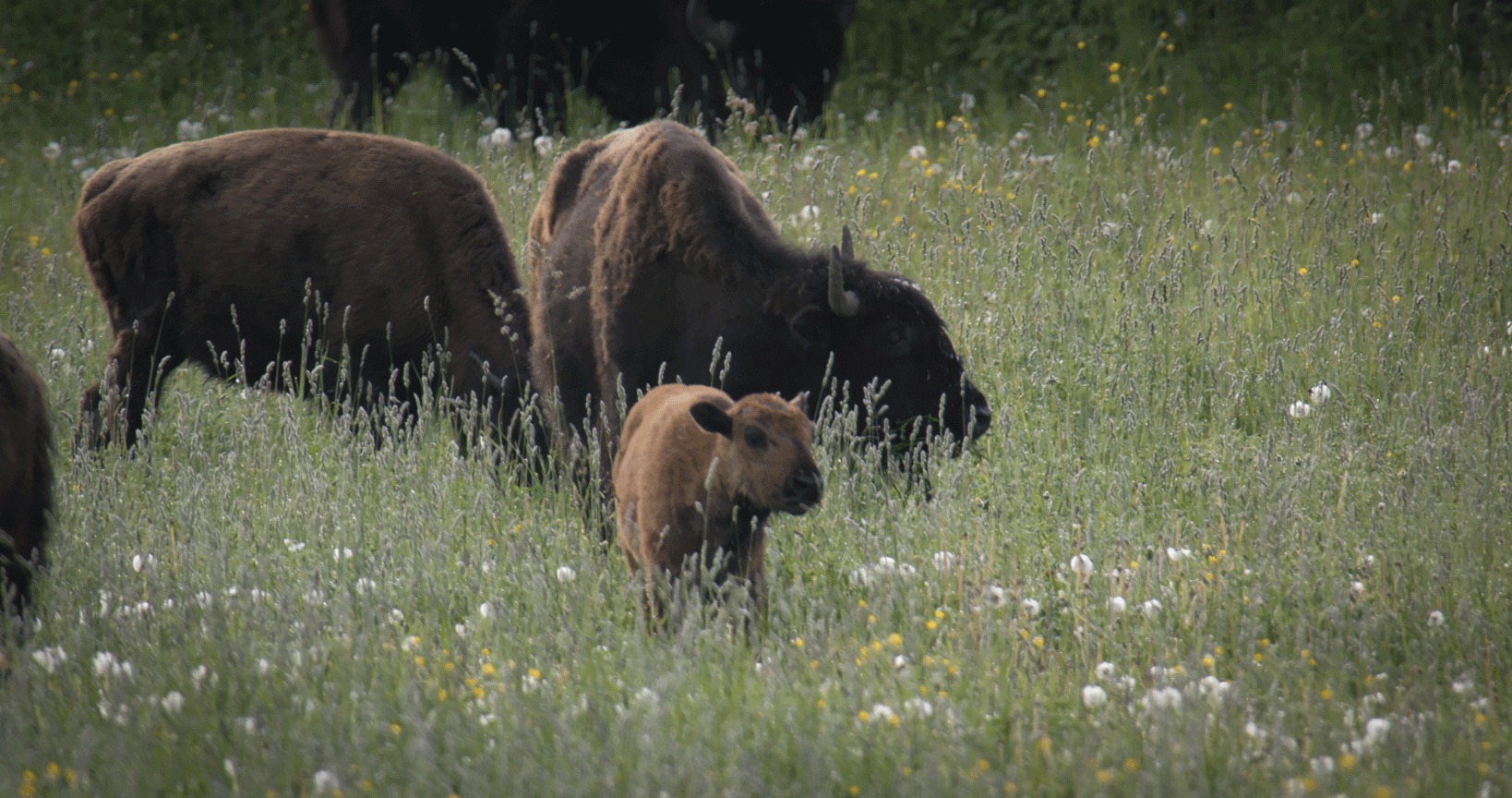 gang or herd of bison grazing in field wild