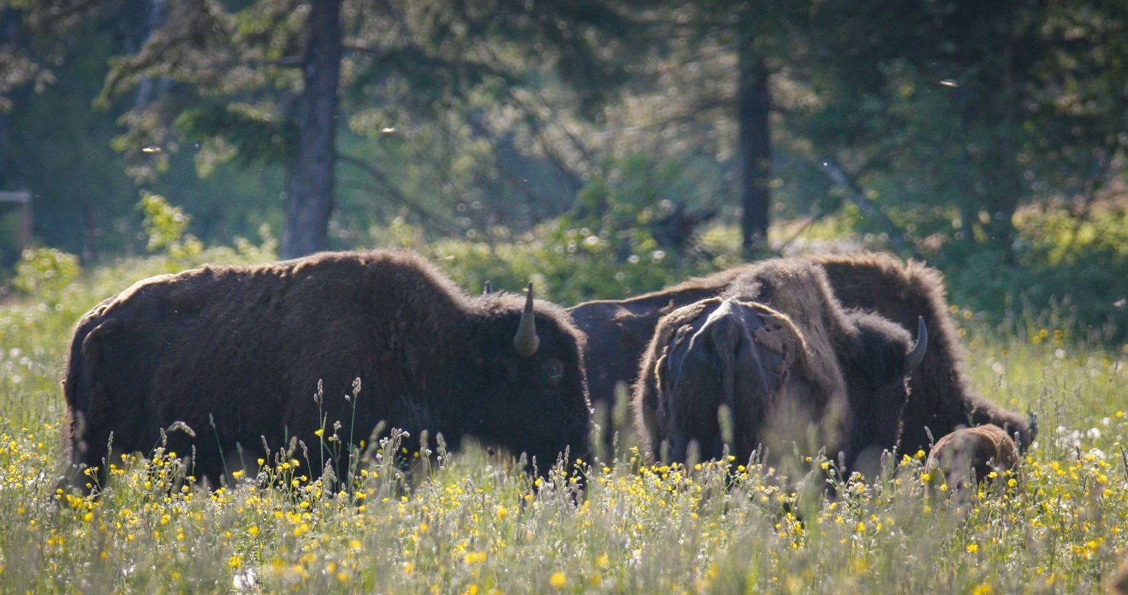Bison Standing in farm field