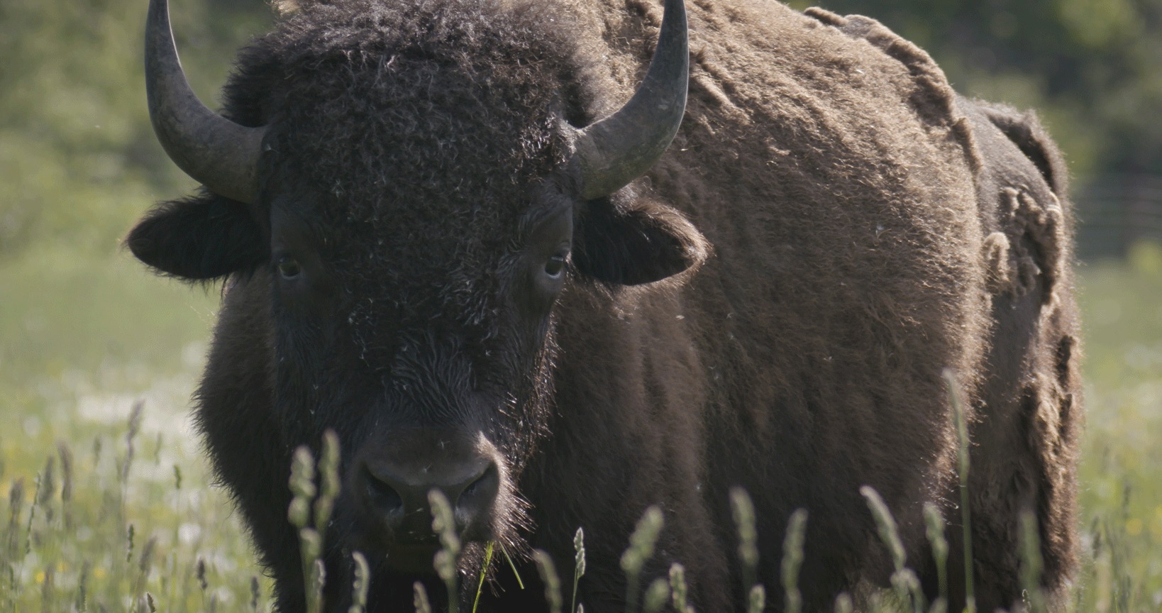 Face shot of Bison