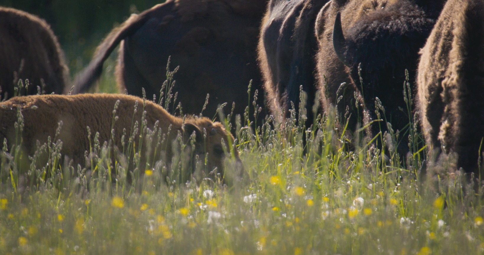 calf in field with some bison