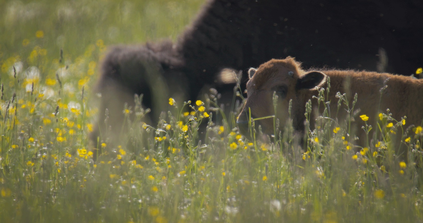 Calf and mom Bison both grazing in farm field