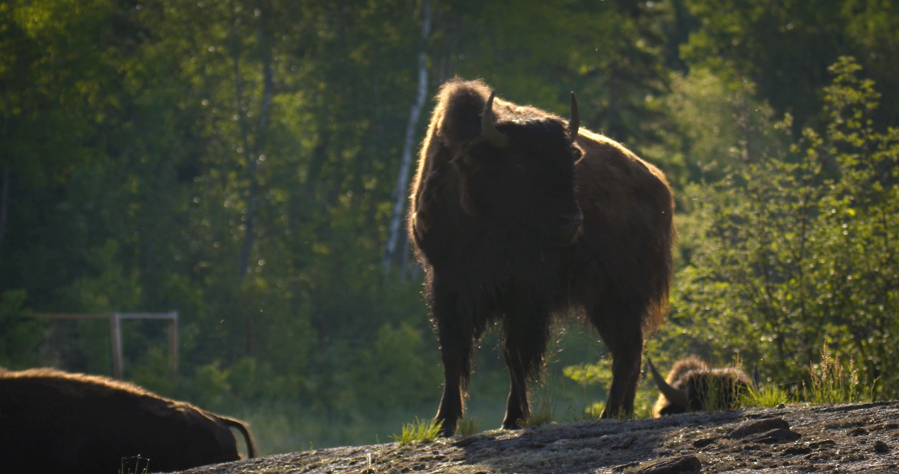 Bison standing on top of a rock