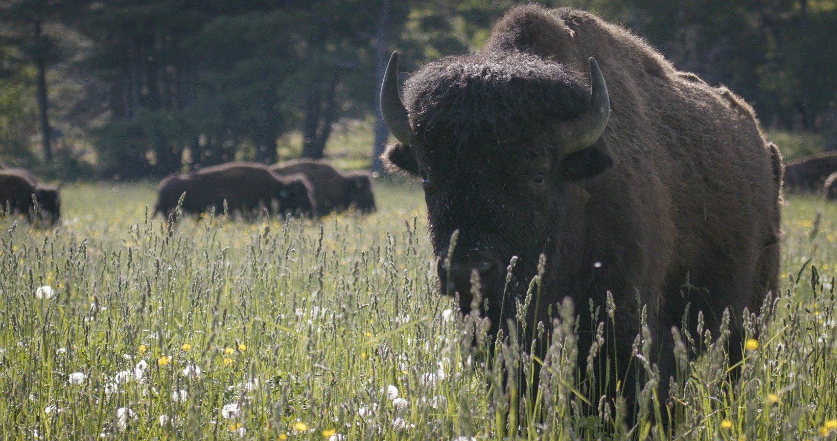 Bison standing in field with herd in background