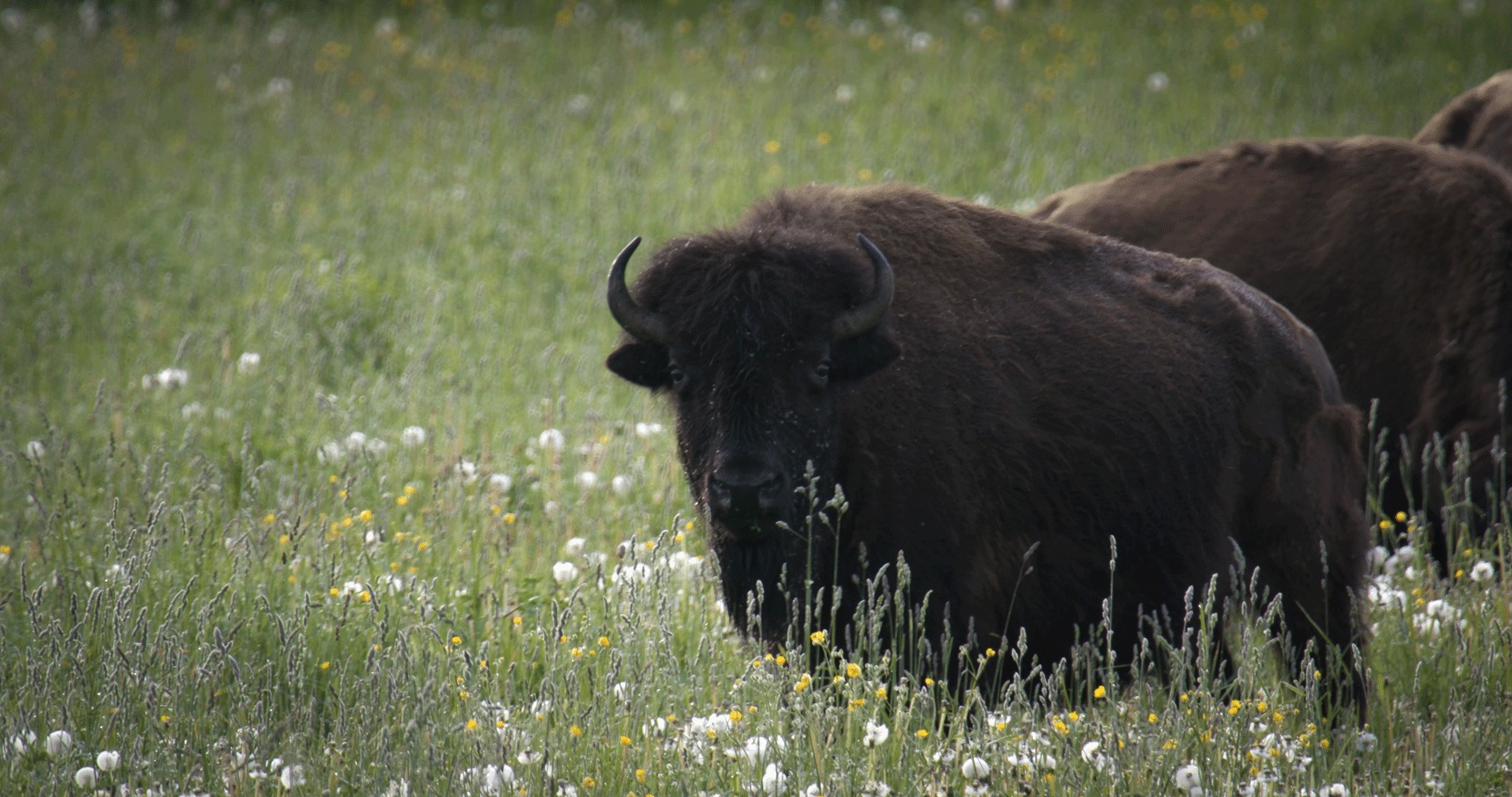 Bison standing in field looking into camera