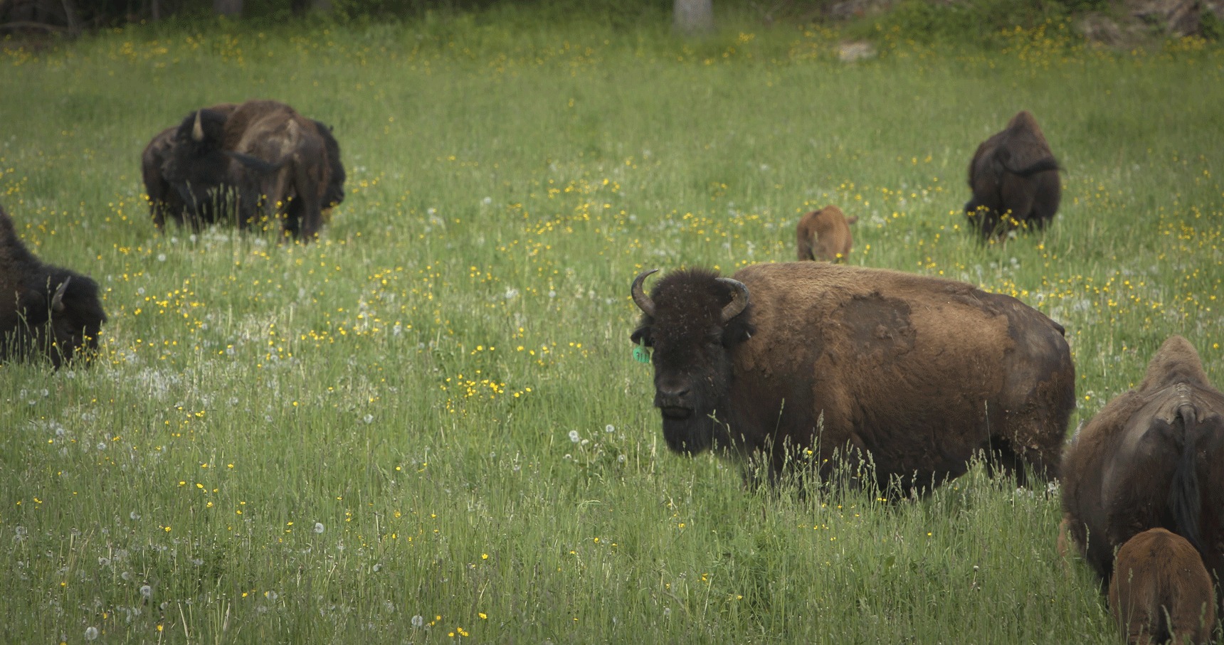 Bison Standing in field grazing farm