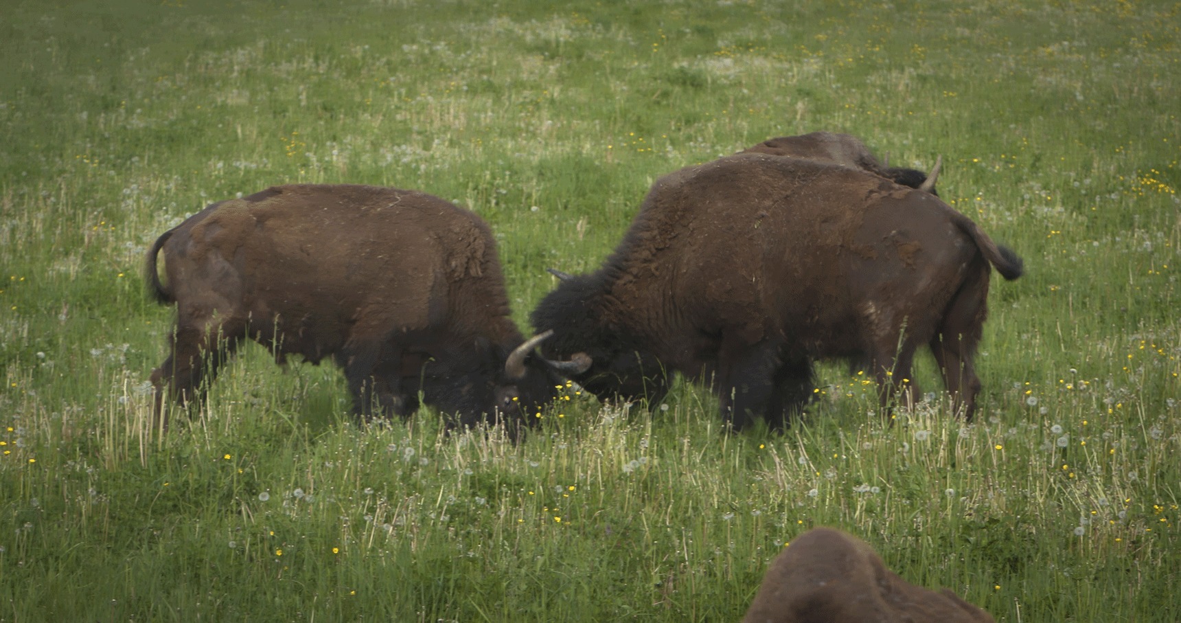 Bison butting horns in field wild wilderness farm