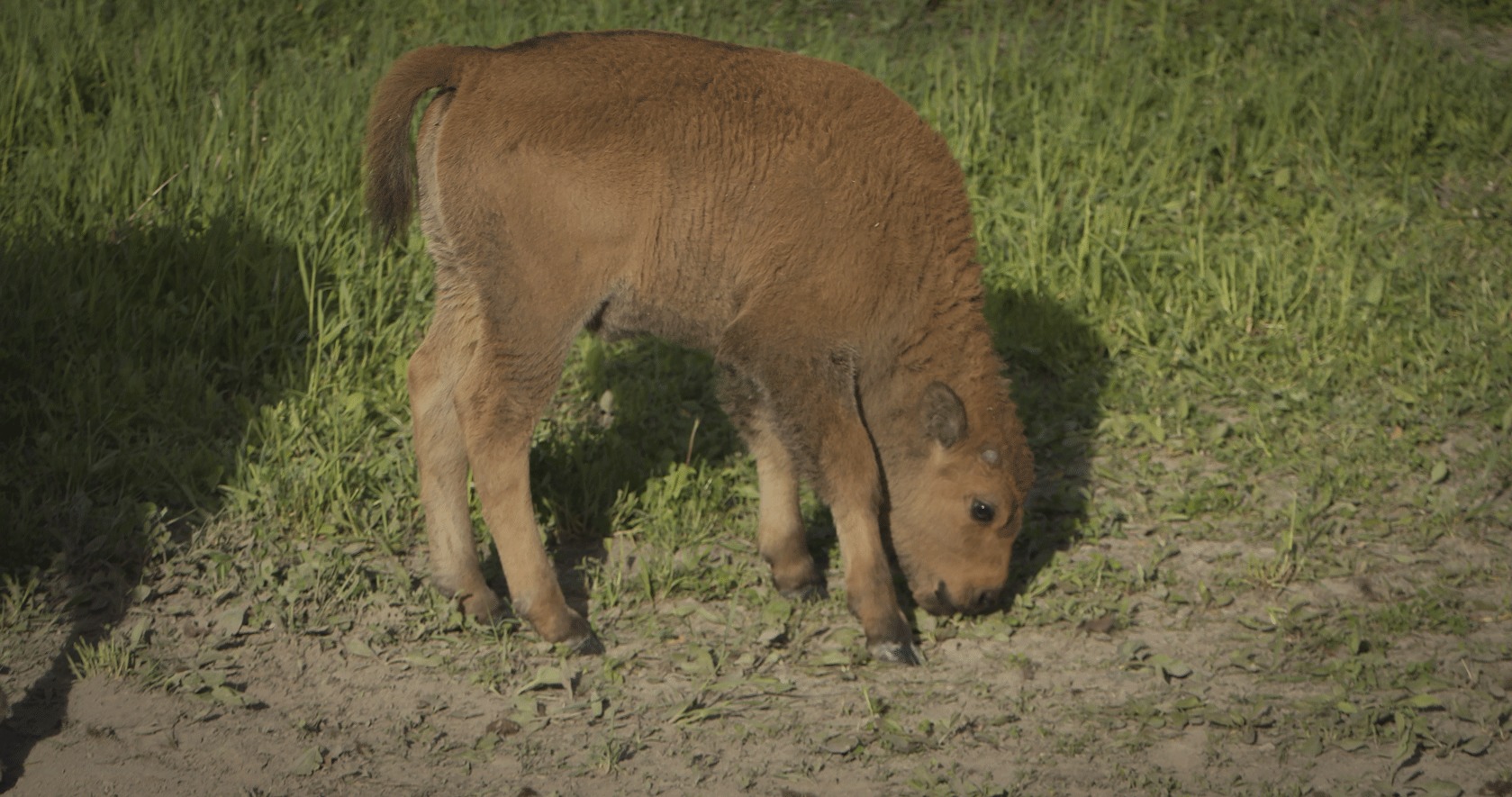 Baby bison grazing in field on farm
