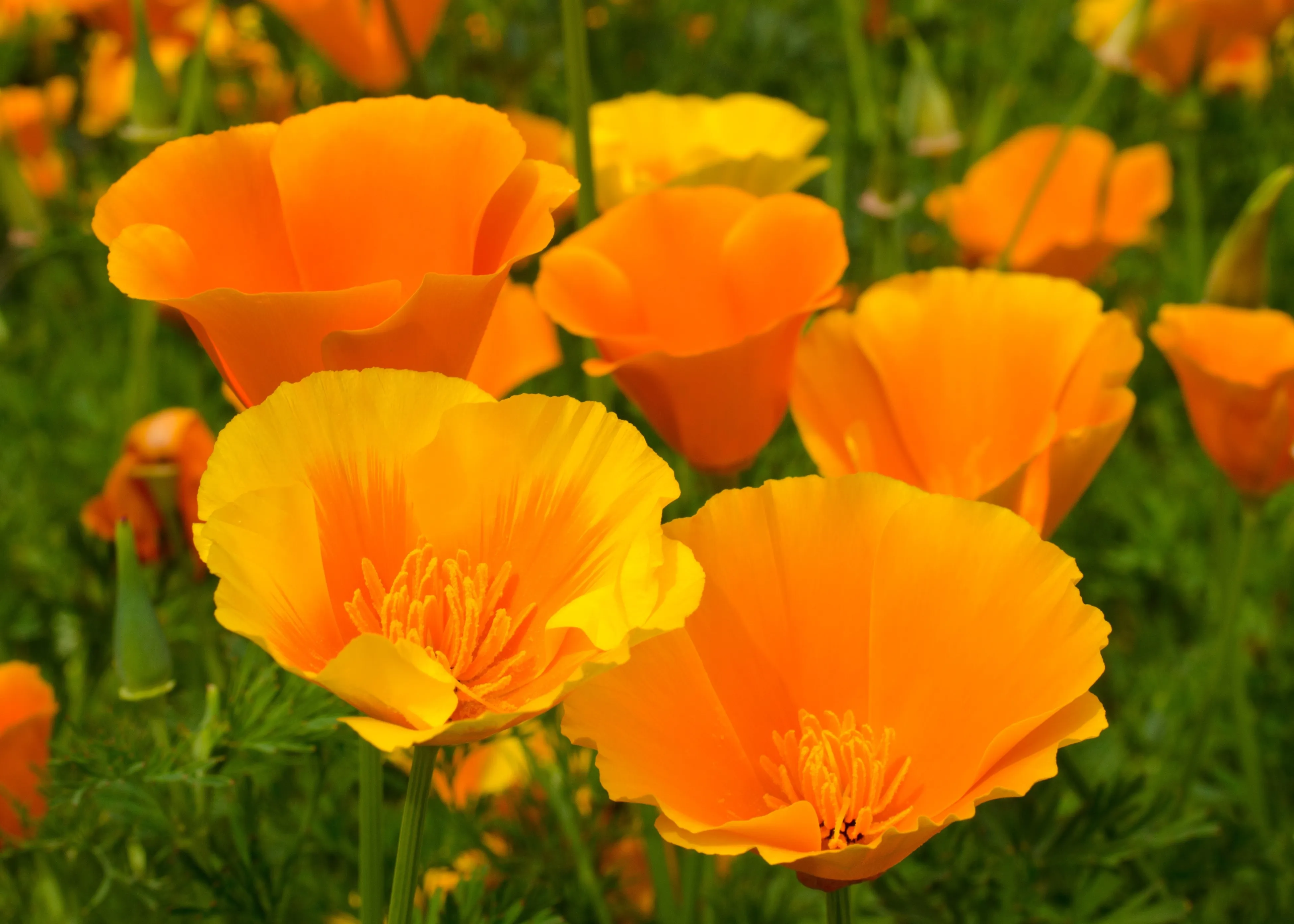California poppy flowers background