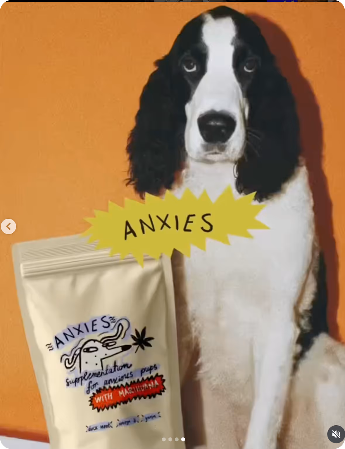 Black and white dog sitting next to a package labeled 'ANXIES' with a cartoon dog illustration and text about supplementation for anxious pups with marijuana.