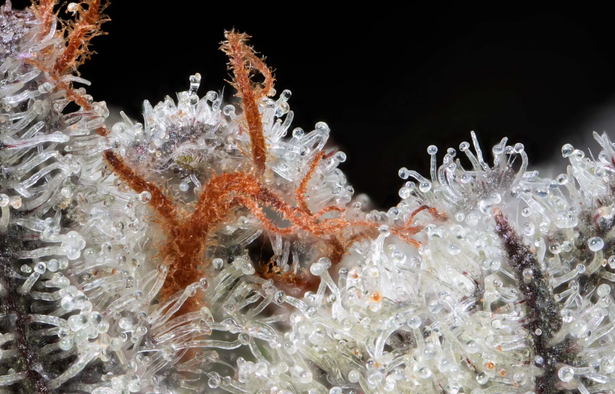 image of marine wildlife preservation