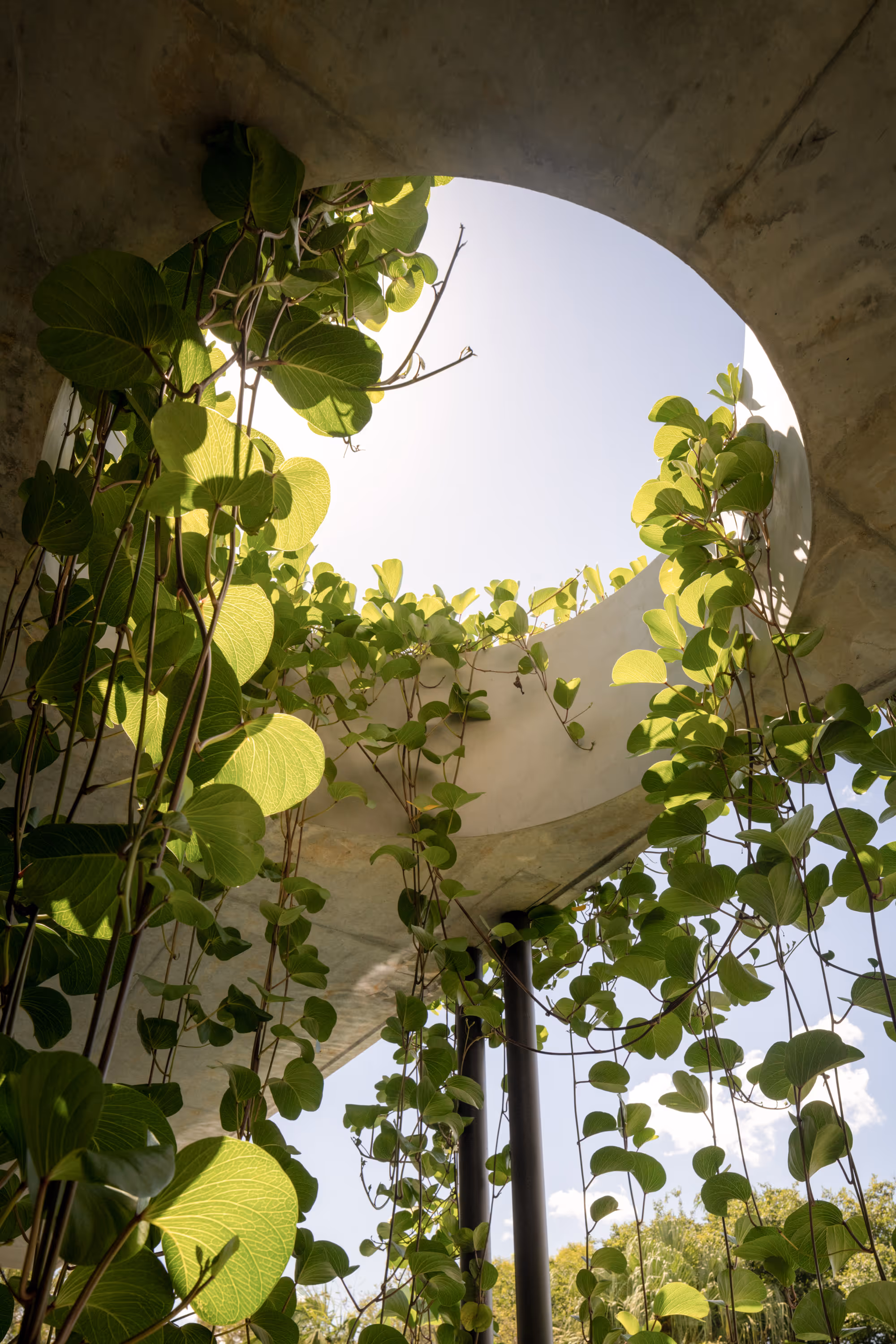 Green vines with large leaves climbing a circular concrete structure with black metal poles under a clear sky.