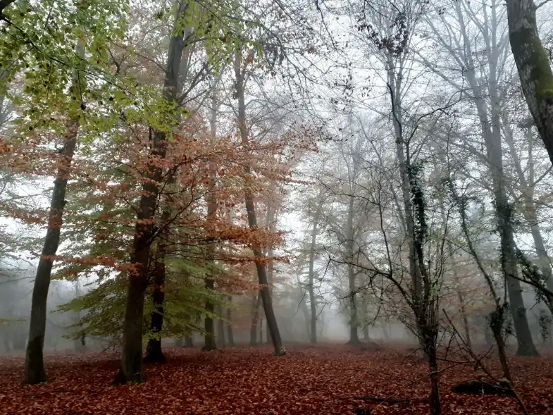 Forêt du Rhin aux feuilles d’automne rouges et vertes avec brume en arrière-plan.