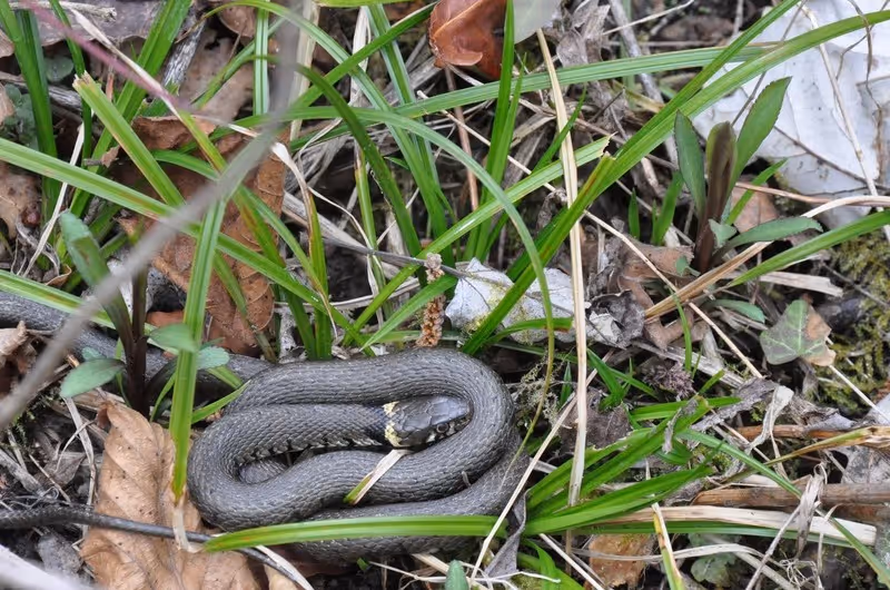 Des gens que se balade dans la foret