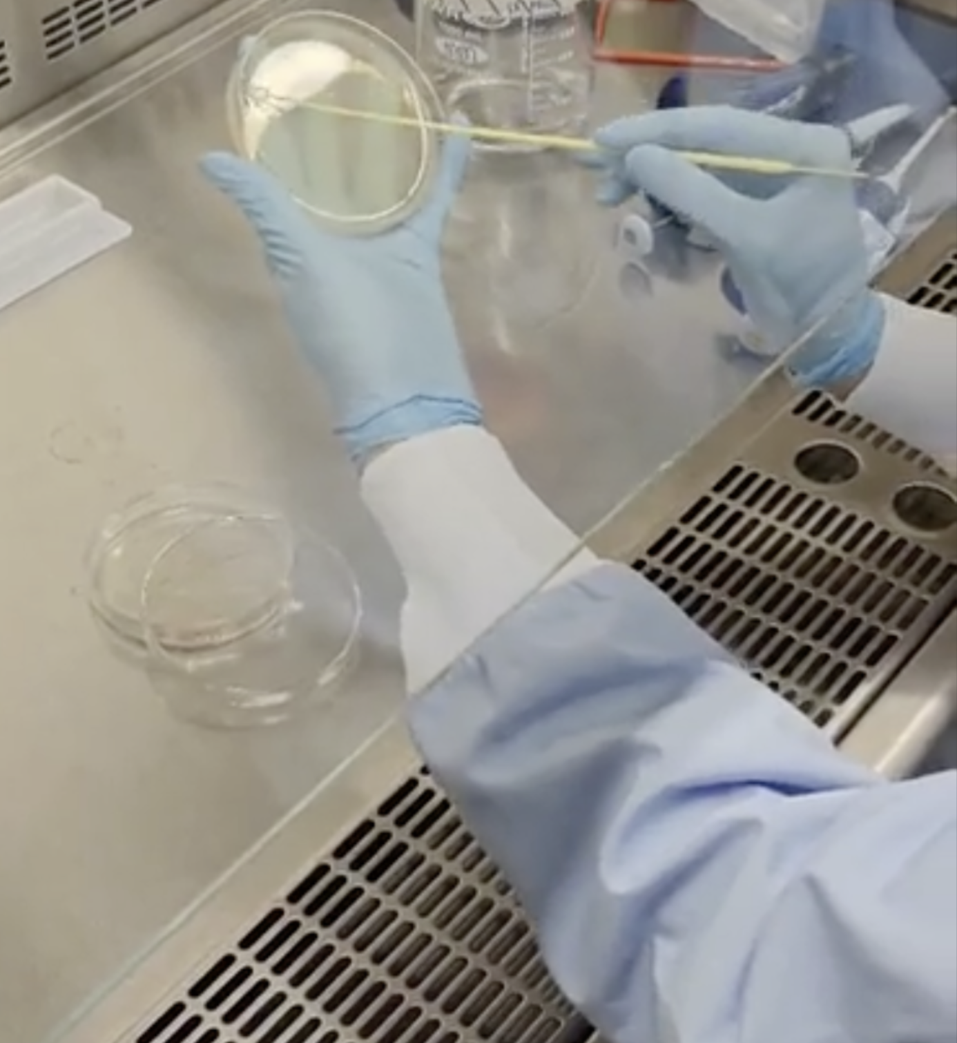 Photo of a lab tech handling phage therapy components