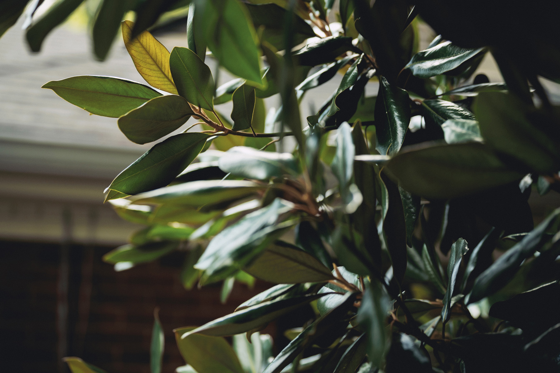 Close-up of green leaves on a plant with blurred background of a building roof and brick wall.