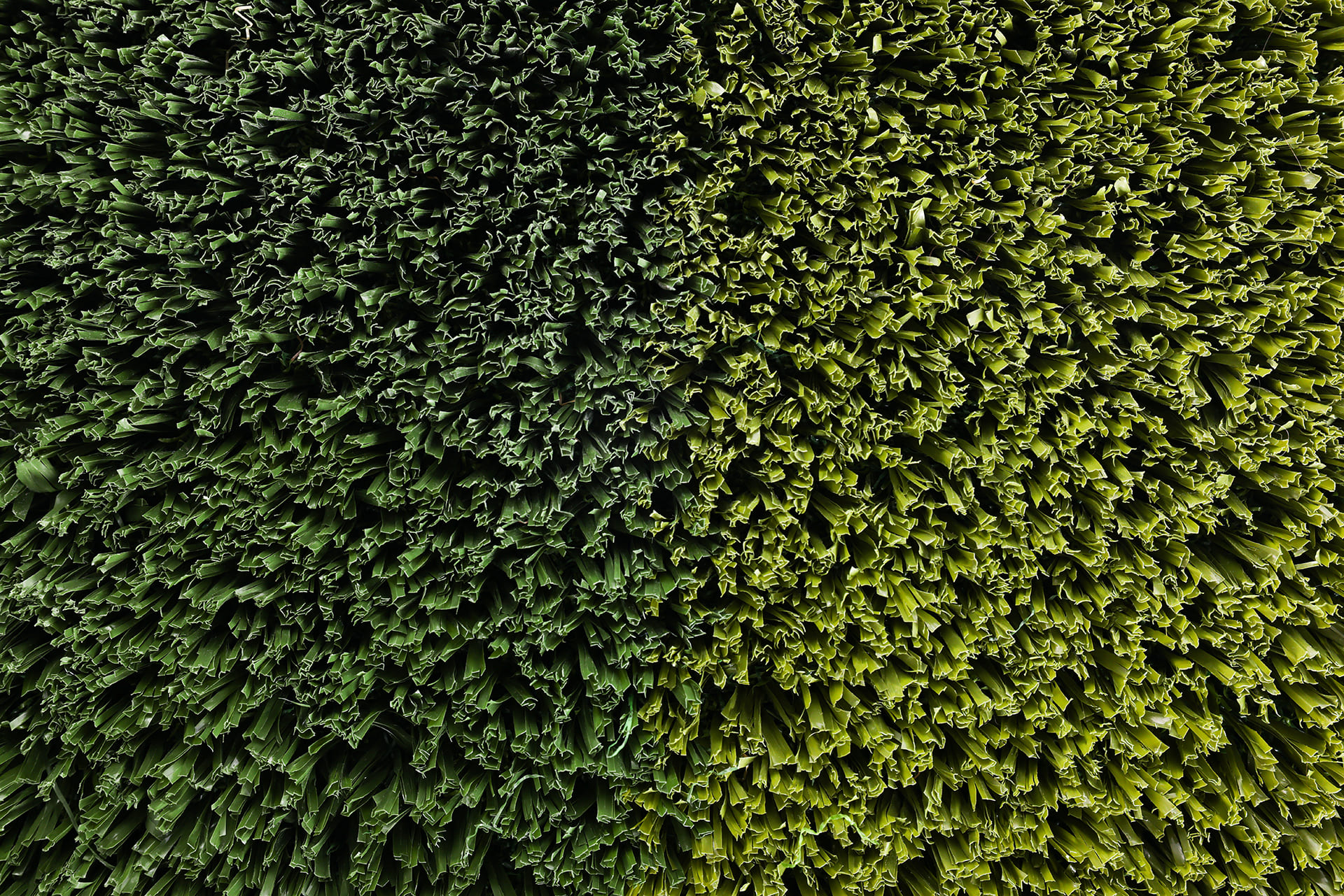 Close-up aerial view of vibrant green leaves densely packed together with curled edges.