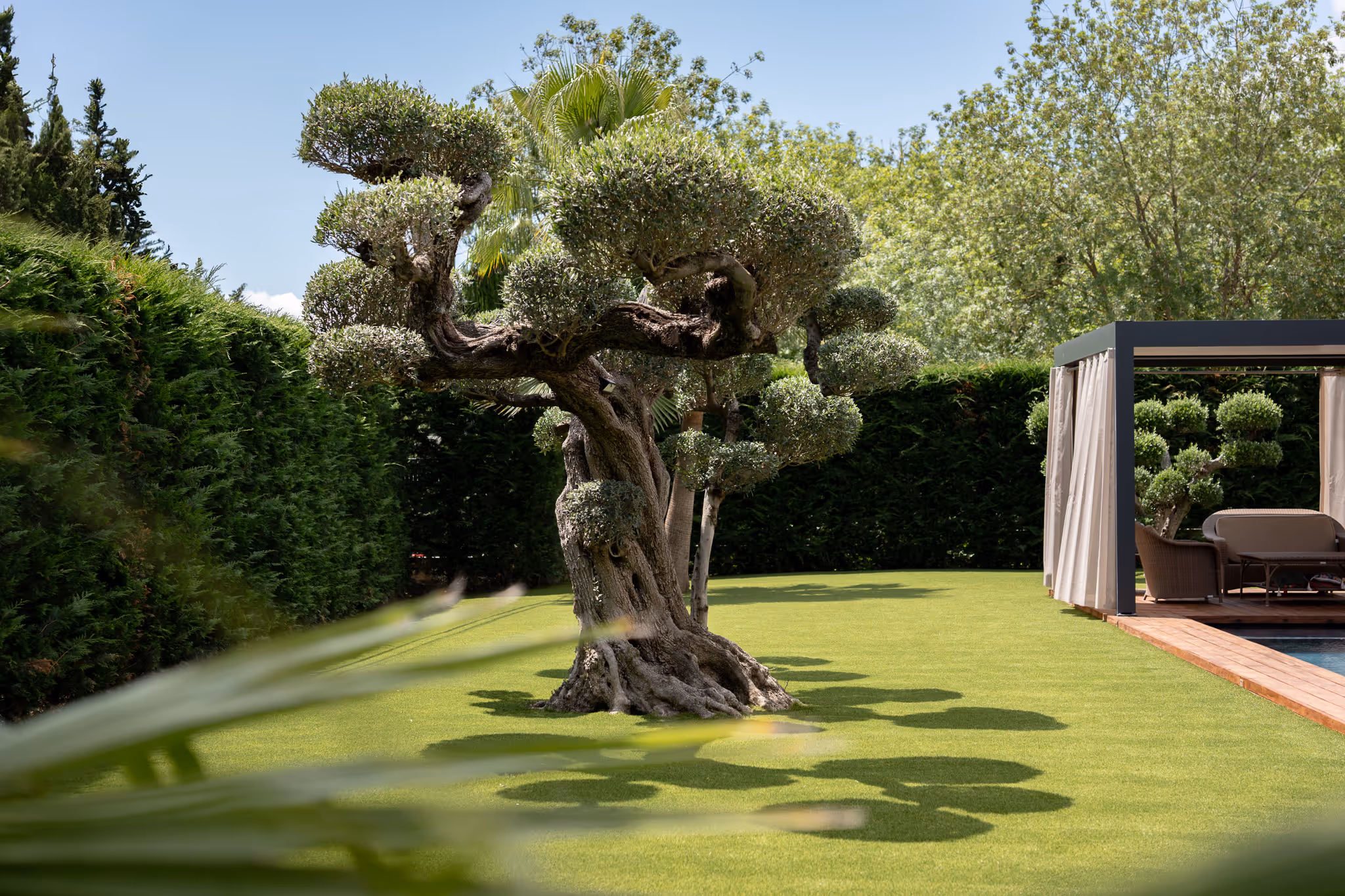 Pruned ornamental tree with rounded foliage on green lawn next to a patio with outdoor seating and tall hedges in the background.