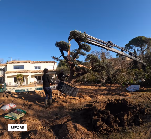 Workers transplanting a large tree using a crane near a white house under clear blue sky.