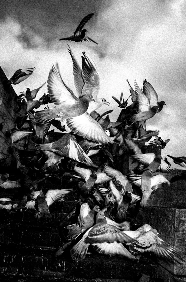 Black and white photo of a large flock of pigeons taking flight from stone steps against a cloudy sky.