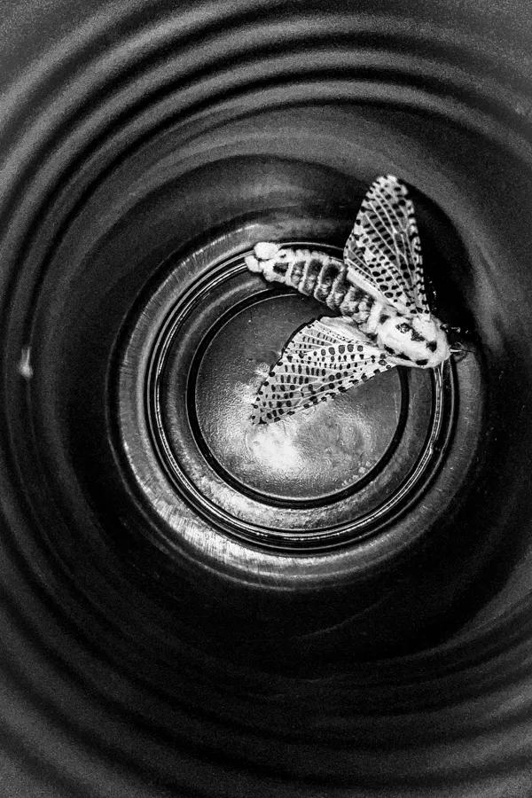 Black and white close-up of a spotted moth resting inside a cylindrical container with concentric rings.