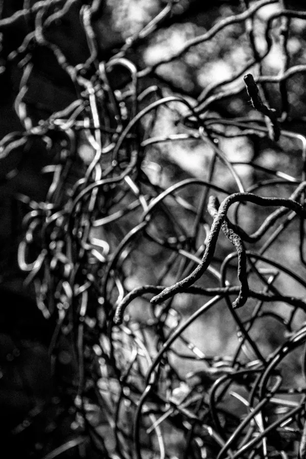 Black and white close-up of intertwined, twisted branches creating an abstract pattern.