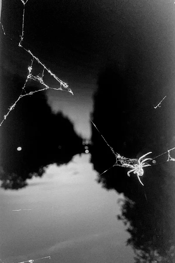 Black and white photo of a spider on its web with a blurred background of trees and sky.