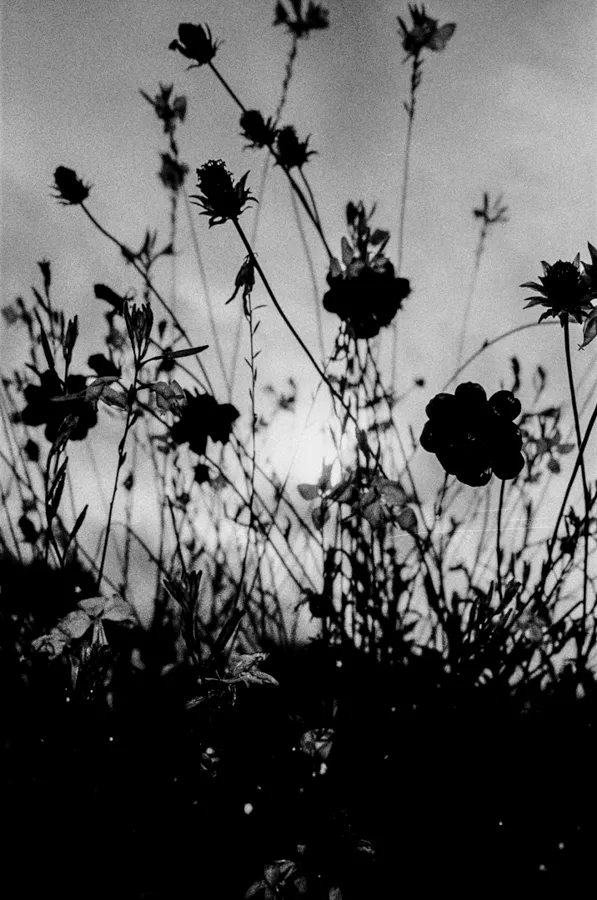 Black and white silhouette of wildflowers and tall grass against a sky with the sun faintly visible through the stems.