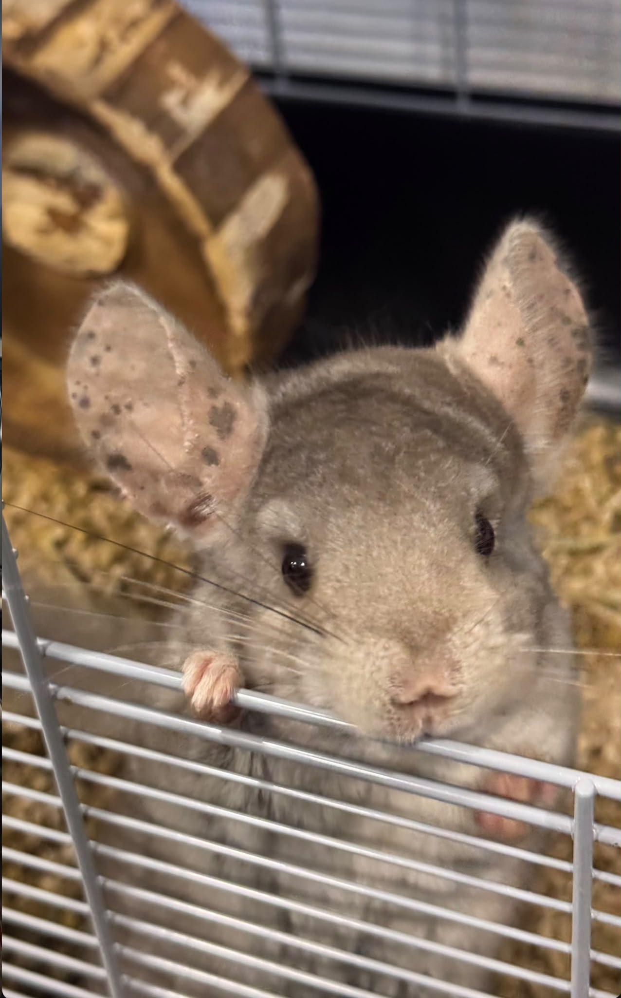 Animal da quinta