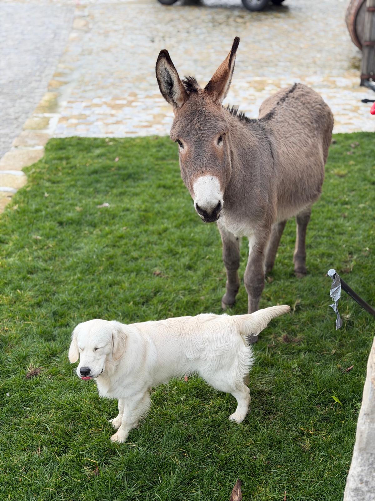 Animal da quinta