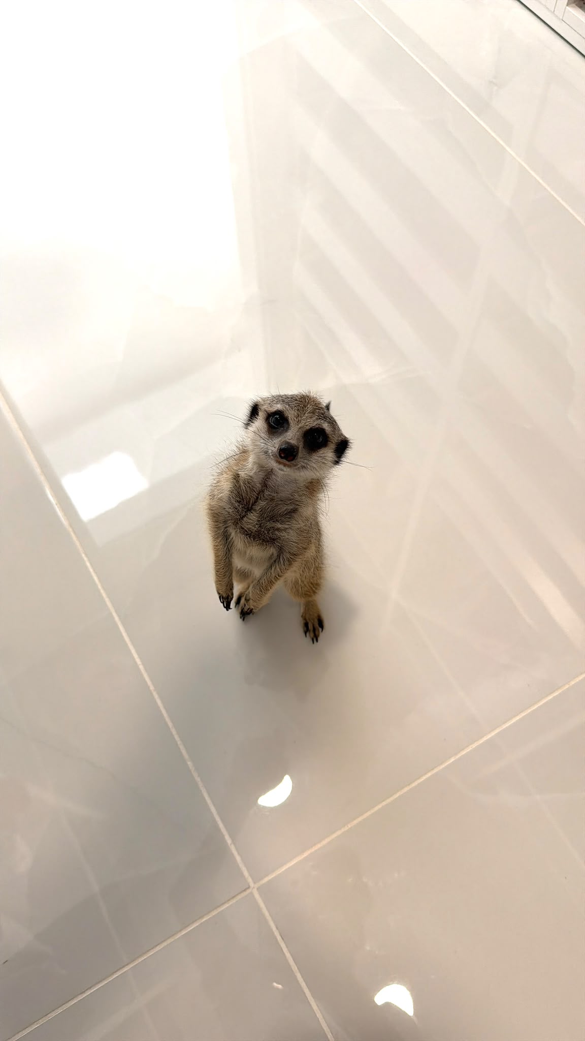 Animal da quinta