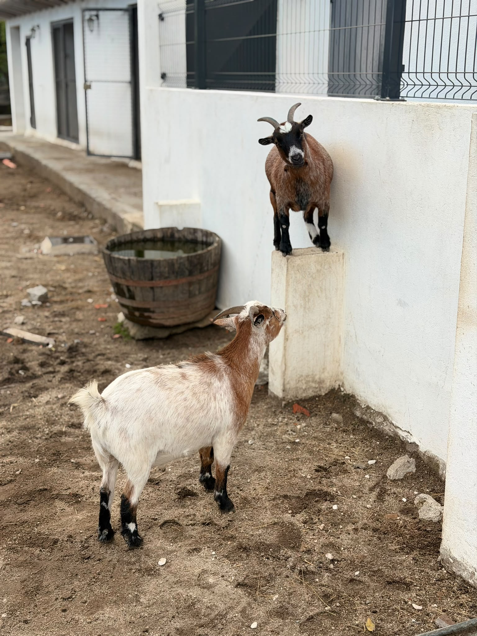 Animal da quinta