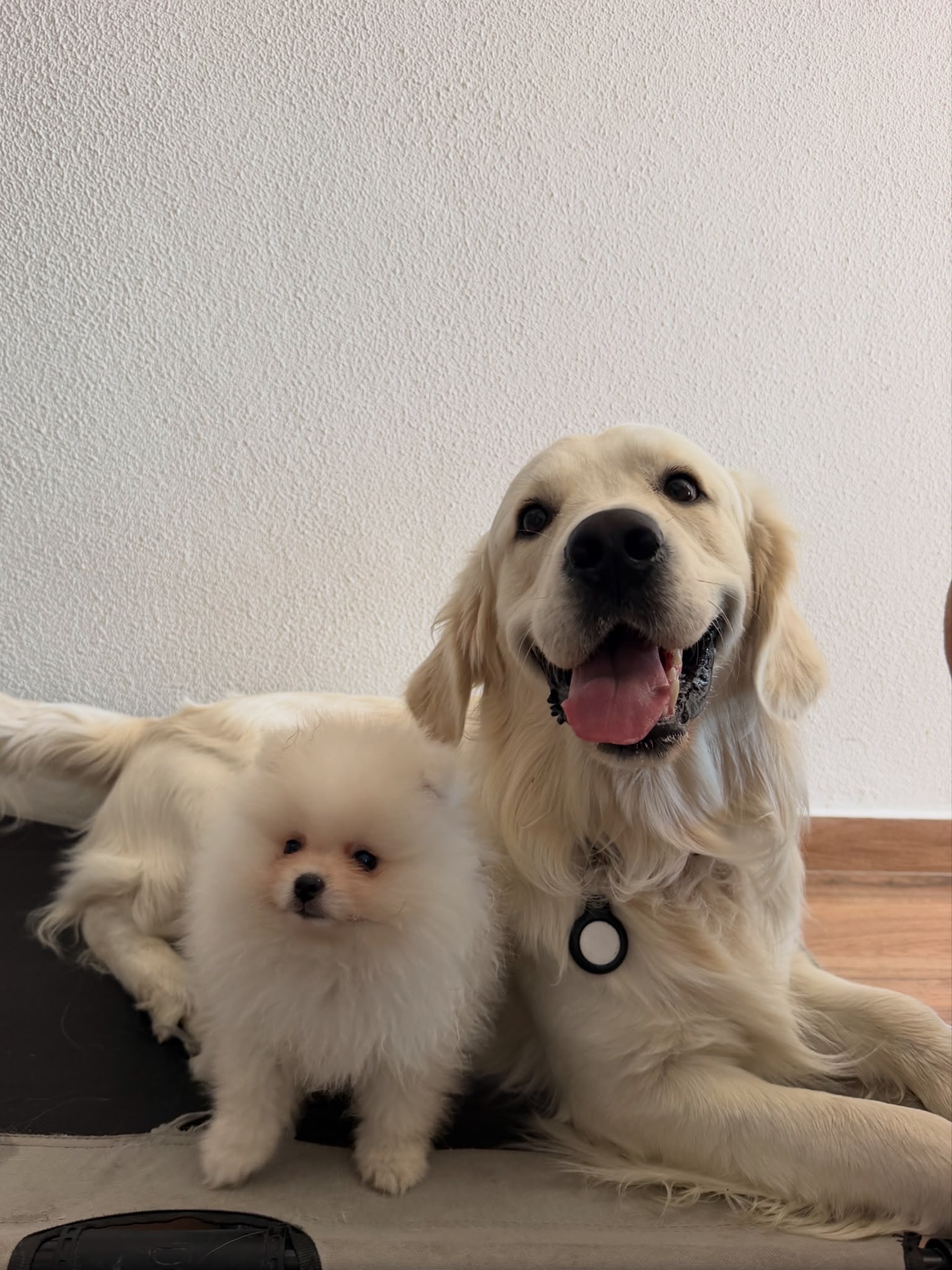 Animal da quinta